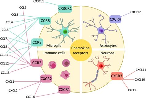 Schematic Representation Of Chemokines And Their Receptors Download