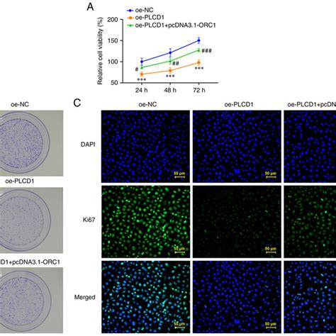 Overexpression of PLCD1 inhibits lung adenocarcinoma cell... | Download ... 