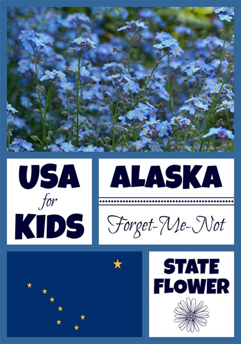 Alaska State Flower - USA Facts for Kids