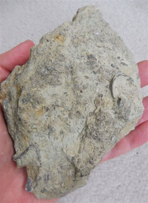 Fossil Chain Coral Halysites Wren S Nest Wenlock Limestone Uk Silurian Ebay