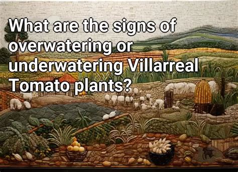 What Are The Signs Of Overwatering Or Underwatering Villarreal Tomato Plants Agriculture Gov