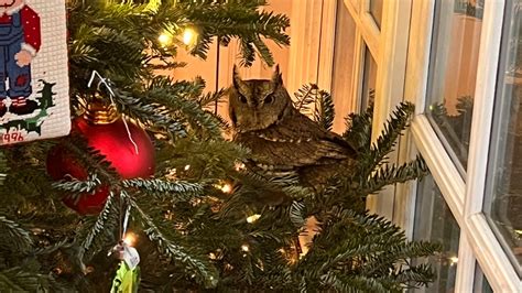 Kentucky family finds baby owl in their Christmas tree - Apna Tv Plus