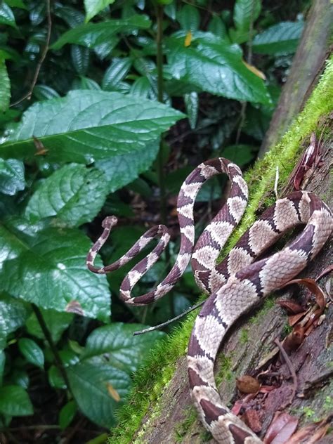 Common Blunt Headed Tree Snake From Alto Da Boa Vista Rio De Janeiro