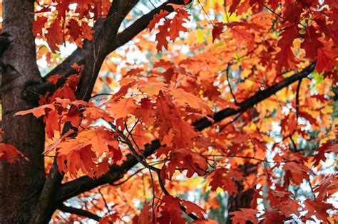 Beaux Arbres Qui Deviennent Rouges En Automne Ch Ne Rouge Quercus Rubra