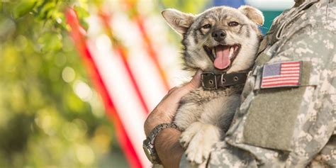 National Dog Day is a great time to honor military working dogs.