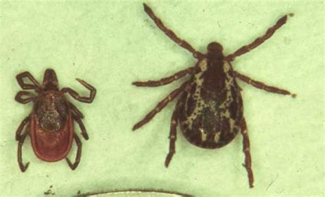 Ticks Insect Id