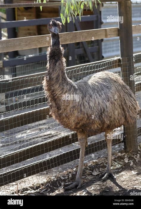 Big Bird Ostrich Close Up Stock Photo Alamy