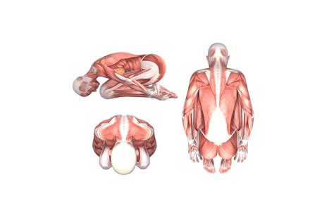 Yoga Anatomy: Childs Pose (Balasana) | Om Yoga Magazine