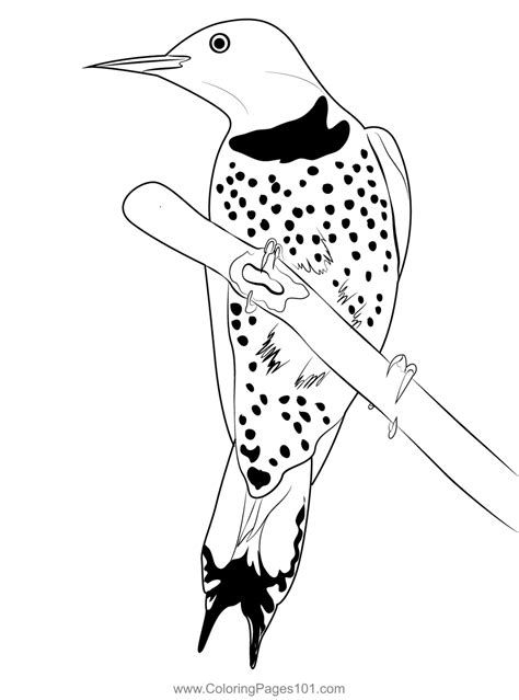 Northern Flicker Female Coloring Page For Kids Free Woodpeckers