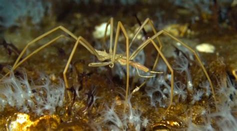 Solución Al Misterio Reproductivo De Las Arañas Marinas Gigantes Video