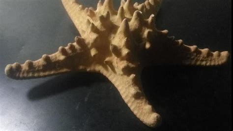 stea de mare veche fosilizata arta  antichitati brad roanunt