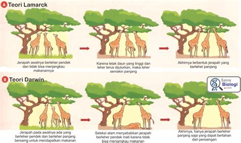 Bagaimana Teori Evolusi Menurut Lamarck Cara Membuat Cuy