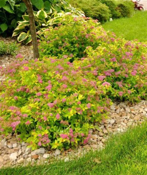 Magic Carpet Spirea Bower And Branch