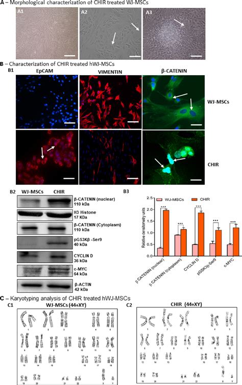 Glycogen Synthase Kinase Inhibitor Chir Augments The