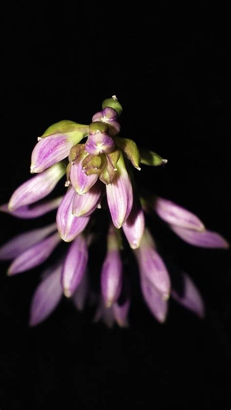 Hosta flowers | Hostas, Plants, Flowers