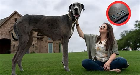 Il Cane Pi Alto Del Mondo Non Ce L Ha Fatta Siamo Ancora Sotto Shock