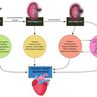 Mechanism of damage in CRS-5. CRS, cardiorenal syndrome. | Download Scientific Diagram