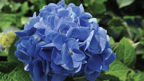 Best Hydrangeas For Shade And Sun Grass Pad