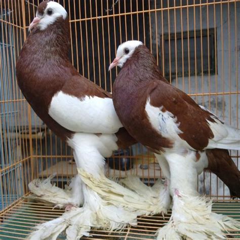 20 Harga Burung Merpati Hias Berbagai Jenis - HOBI TERNAK