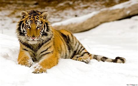 Young tiger lying down in the snow HD wallpaper download