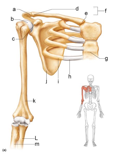 TEST 2 Pectoral Girdle Diagram Quizlet