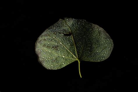 Redbud leaf Photograph by Jason Champaigne | Fine Art America