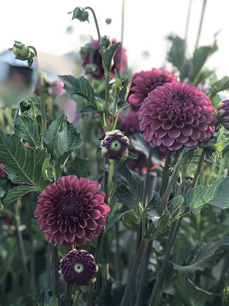 Mission Gypsy — Dahlias By Julie