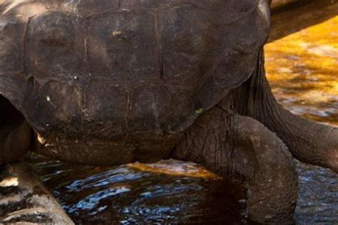 Solitario George La Ltima Tortuga De Su Especie Muere En Gal Pagos