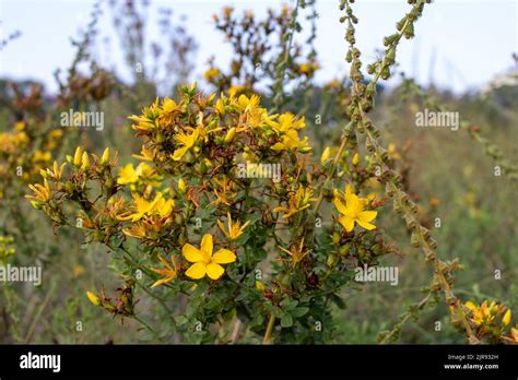 Saint Johns Wort Yellow Flowers In The Field Hypericum Medicinal