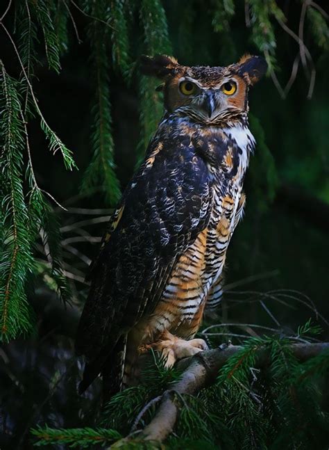 Great Horned Owl Bubo Virginianus Picture 7 Of 16 The Owl Pages