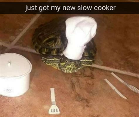 Makes A Mean Turtle Soup R Puns