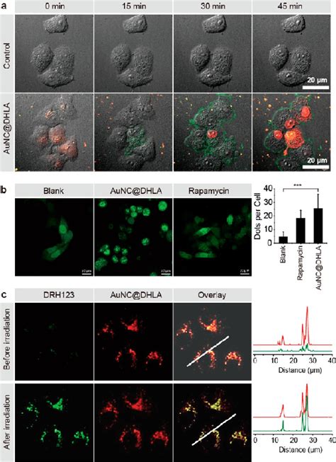 A Confocal Microscopy Images Of Apoptosis And Necrosis Of HepG2 Cells