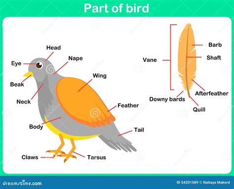 Leaning Parts Of Bird For Kids Worksheet Stock Vector Illustration