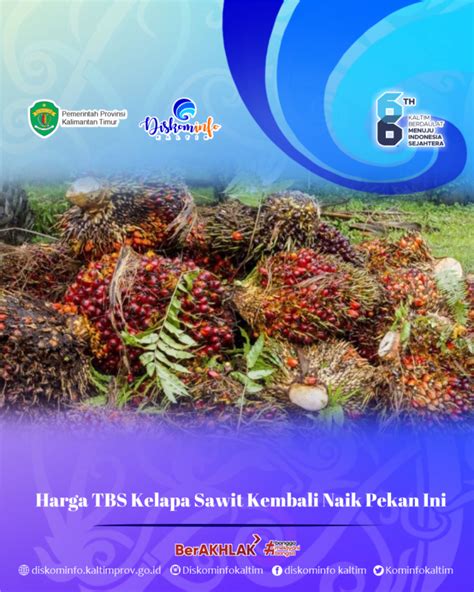 Harga Tbs Kelapa Sawit Kembali Naik Pekan Ini Diskominfo Prov Kaltim