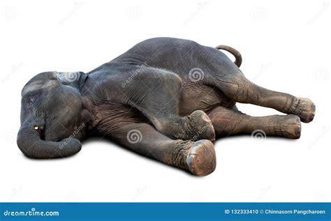 Dead elephant isolated stock photo. Image of carcass - 132333410