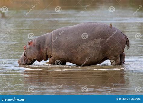 Hippopotamus Stock Image Image Of Animal Huge Mammal 3173085