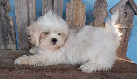 Bordentown Nj Shih Tzu Meet Grover Pending A Pet For Adoption