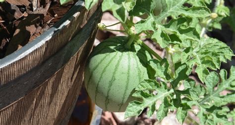 Tips For Growing Watermelon In Containers