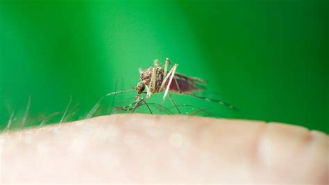 6 Ways to Prevent Mosquito Bites - ABC News