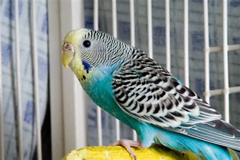 7 Reason Why Do Parakeets Bob Their Heads