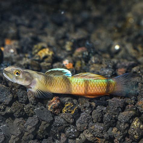 Flying Arrow Goby Tropical Fish For Freshwater Aquariums