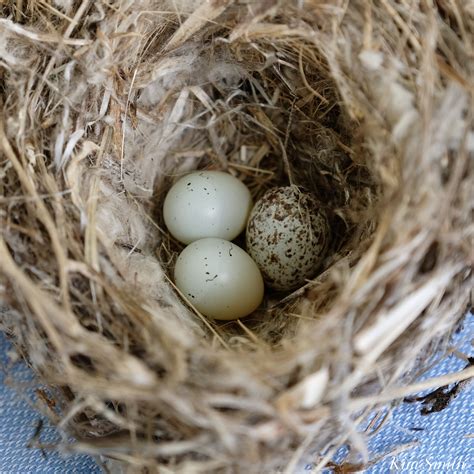 House Finch Eggs | Kim Smith Films