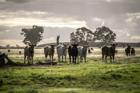 Premium Photo Sustainable Livestock Farming In Australia Regenerative