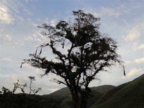 Reserva Forestal Protectora Cuenca Alta del Río Cravo Sur