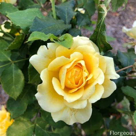 43 Beautiful Yellow Flowers You Can Grow In Your Garden Today Florgeous