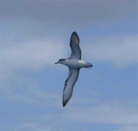 Pycroft S Petrel Pterodroma Pycrofti Photo Call And Song