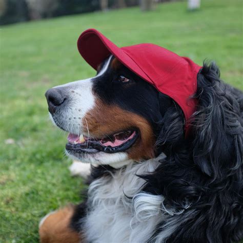 Seattle Seahawks Pet Baseball Hat | BaxterBoo