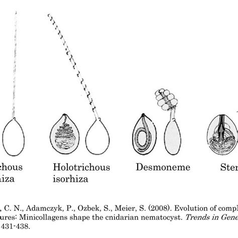 Four Types Of Nematocysts In Hydra Download Scientific Diagram