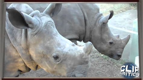 Baby Rhino Sounds Youtube