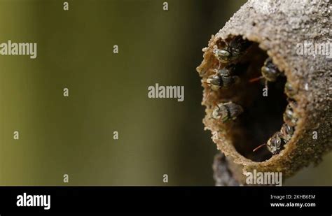 Melipona nest, native stingless bees of Mexico Stock Video Footage - Alamy